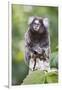 Brazil, Sao Paulo, Common Marmosets in the Trees-Ellen Goff-Framed Photographic Print