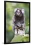 Brazil, Sao Paulo, Common Marmosets in the Trees-Ellen Goff-Framed Photographic Print