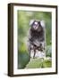 Brazil, Sao Paulo, Common Marmosets in the Trees-Ellen Goff-Framed Photographic Print