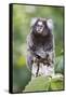 Brazil, Sao Paulo, Common Marmosets in the Trees-Ellen Goff-Framed Stretched Canvas