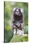 Brazil, Sao Paulo, Common Marmosets in the Trees-Ellen Goff-Stretched Canvas