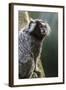 Brazil, Sao Paulo, Common Marmosets in the Trees-Ellen Goff-Framed Photographic Print