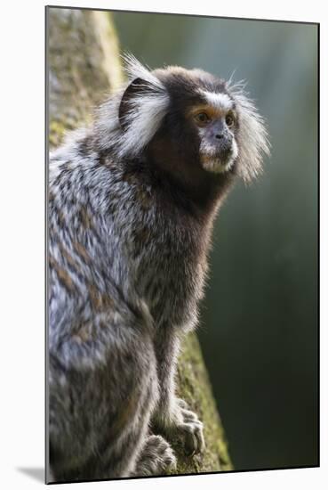 Brazil, Sao Paulo, Common Marmosets in the Trees-Ellen Goff-Mounted Photographic Print