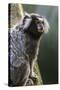 Brazil, Sao Paulo, Common Marmosets in the Trees-Ellen Goff-Stretched Canvas