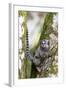 Brazil, Sao Paulo. Common Marmosets in the Trees-Ellen Goff-Framed Photographic Print