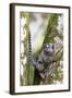 Brazil, Sao Paulo. Common Marmosets in the Trees-Ellen Goff-Framed Photographic Print