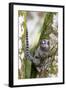 Brazil, Sao Paulo. Common Marmosets in the Trees-Ellen Goff-Framed Photographic Print