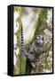 Brazil, Sao Paulo. Common Marmosets in the Trees-Ellen Goff-Framed Stretched Canvas