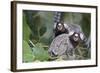 Brazil, Sao Paulo, Common Marmosets in the Trees-Ellen Goff-Framed Photographic Print