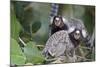 Brazil, Sao Paulo, Common Marmosets in the Trees-Ellen Goff-Mounted Photographic Print