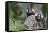 Brazil, Sao Paulo, Common Marmosets in the Trees-Ellen Goff-Framed Stretched Canvas