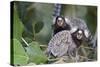 Brazil, Sao Paulo, Common Marmosets in the Trees-Ellen Goff-Stretched Canvas