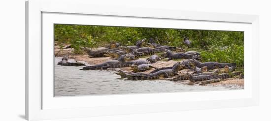 Brazil. Spectacled caimans in the Pantanal.-Ralph H^ Bendjebar-Framed Photographic Print