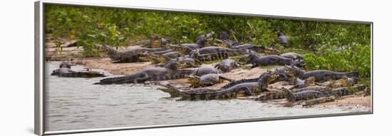 Brazil. Spectacled caimans in the Pantanal.-Ralph H^ Bendjebar-Framed Photographic Print