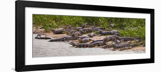 Brazil. Spectacled caimans in the Pantanal.-Ralph H^ Bendjebar-Framed Photographic Print