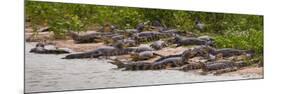 Brazil. Spectacled caimans in the Pantanal.-Ralph H^ Bendjebar-Mounted Photographic Print