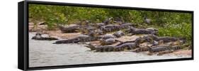 Brazil. Spectacled caimans in the Pantanal.-Ralph H^ Bendjebar-Framed Stretched Canvas