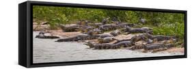 Brazil. Spectacled caimans in the Pantanal.-Ralph H^ Bendjebar-Framed Stretched Canvas