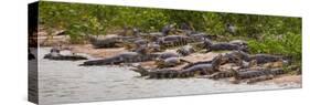 Brazil. Spectacled caimans in the Pantanal.-Ralph H^ Bendjebar-Stretched Canvas