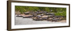 Brazil. Spectacled caimans in the Pantanal.-Ralph H^ Bendjebar-Framed Photographic Print