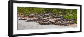 Brazil. Spectacled caimans in the Pantanal.-Ralph H^ Bendjebar-Framed Photographic Print