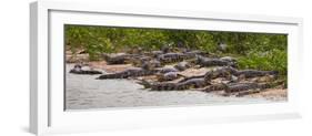 Brazil. Spectacled caimans in the Pantanal.-Ralph H^ Bendjebar-Framed Photographic Print