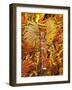 Brazil, State of Rio de Janeiro, City of Rio de Janeiro, Samba Dancer in the Carnival Parade at The-Karol Kozlowski-Framed Photographic Print