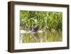 Brazil, The Pantanal, A giant otter swims among the water hyacinth.-Ellen Goff-Framed Photographic Print