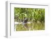 Brazil, The Pantanal, A giant otter swims among the water hyacinth.-Ellen Goff-Framed Photographic Print