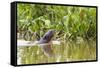 Brazil, The Pantanal, A giant otter swims among the water hyacinth.-Ellen Goff-Framed Stretched Canvas