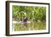 Brazil, The Pantanal, A giant otter swims among the water hyacinth.-Ellen Goff-Framed Photographic Print