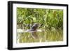 Brazil, The Pantanal, A giant otter swims among the water hyacinth.-Ellen Goff-Framed Photographic Print