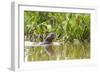 Brazil, The Pantanal, A giant otter swims among the water hyacinth.-Ellen Goff-Framed Photographic Print