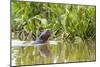 Brazil, The Pantanal, A giant otter swims among the water hyacinth.-Ellen Goff-Mounted Photographic Print
