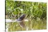 Brazil, The Pantanal, A giant otter swims among the water hyacinth.-Ellen Goff-Stretched Canvas