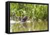 Brazil, The Pantanal, A giant otter swims among the water hyacinth.-Ellen Goff-Framed Stretched Canvas