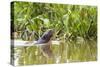 Brazil, The Pantanal, A giant otter swims among the water hyacinth.-Ellen Goff-Stretched Canvas