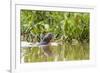 Brazil, The Pantanal, A giant otter swims among the water hyacinth.-Ellen Goff-Framed Photographic Print