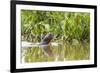 Brazil, The Pantanal, A giant otter swims among the water hyacinth.-Ellen Goff-Framed Photographic Print