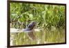 Brazil, The Pantanal, A giant otter swims among the water hyacinth.-Ellen Goff-Framed Photographic Print