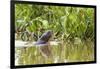 Brazil, The Pantanal, A giant otter swims among the water hyacinth.-Ellen Goff-Framed Photographic Print