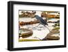 Brazil, The Pantanal, A striated heron steps from one giant lily pad to another.-Ellen Goff-Framed Photographic Print