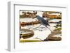 Brazil, The Pantanal, A striated heron steps from one giant lily pad to another.-Ellen Goff-Framed Photographic Print