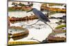 Brazil, The Pantanal, A striated heron steps from one giant lily pad to another.-Ellen Goff-Mounted Photographic Print