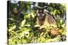 Brazil, The Pantanal. Brown Capuchin monkey eating fruit in a tree.-Ellen Goff-Stretched Canvas