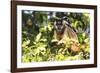 Brazil, The Pantanal. Brown Capuchin monkey eating fruit in a tree.-Ellen Goff-Framed Photographic Print