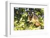 Brazil, The Pantanal. Brown Capuchin monkey eating fruit in a tree.-Ellen Goff-Framed Photographic Print