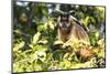 Brazil, The Pantanal. Brown Capuchin monkey eating fruit in a tree.-Ellen Goff-Mounted Photographic Print