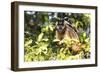 Brazil, The Pantanal. Brown Capuchin monkey eating fruit in a tree.-Ellen Goff-Framed Photographic Print