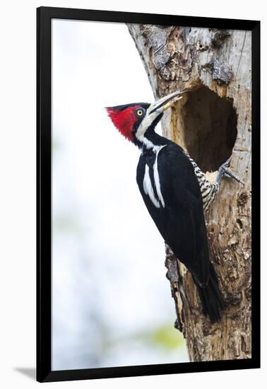 Brazil, The Pantanal, Female crimson-crested woodpecker at the nest hole.-Ellen Goff-Framed Photographic Print